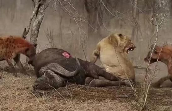 鬣狗群又來搶獅子的獵物，一只獅子的做法注定了這場爭奪戰的結局 職場 第4張