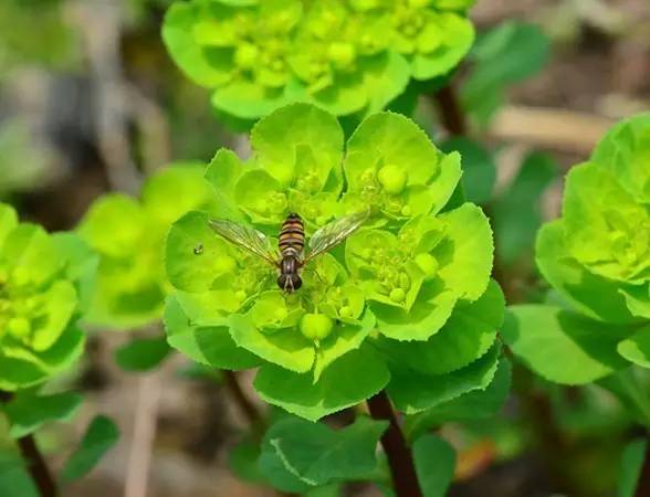 植物世界里不止有花香,还有"毒草毒树"图鉴