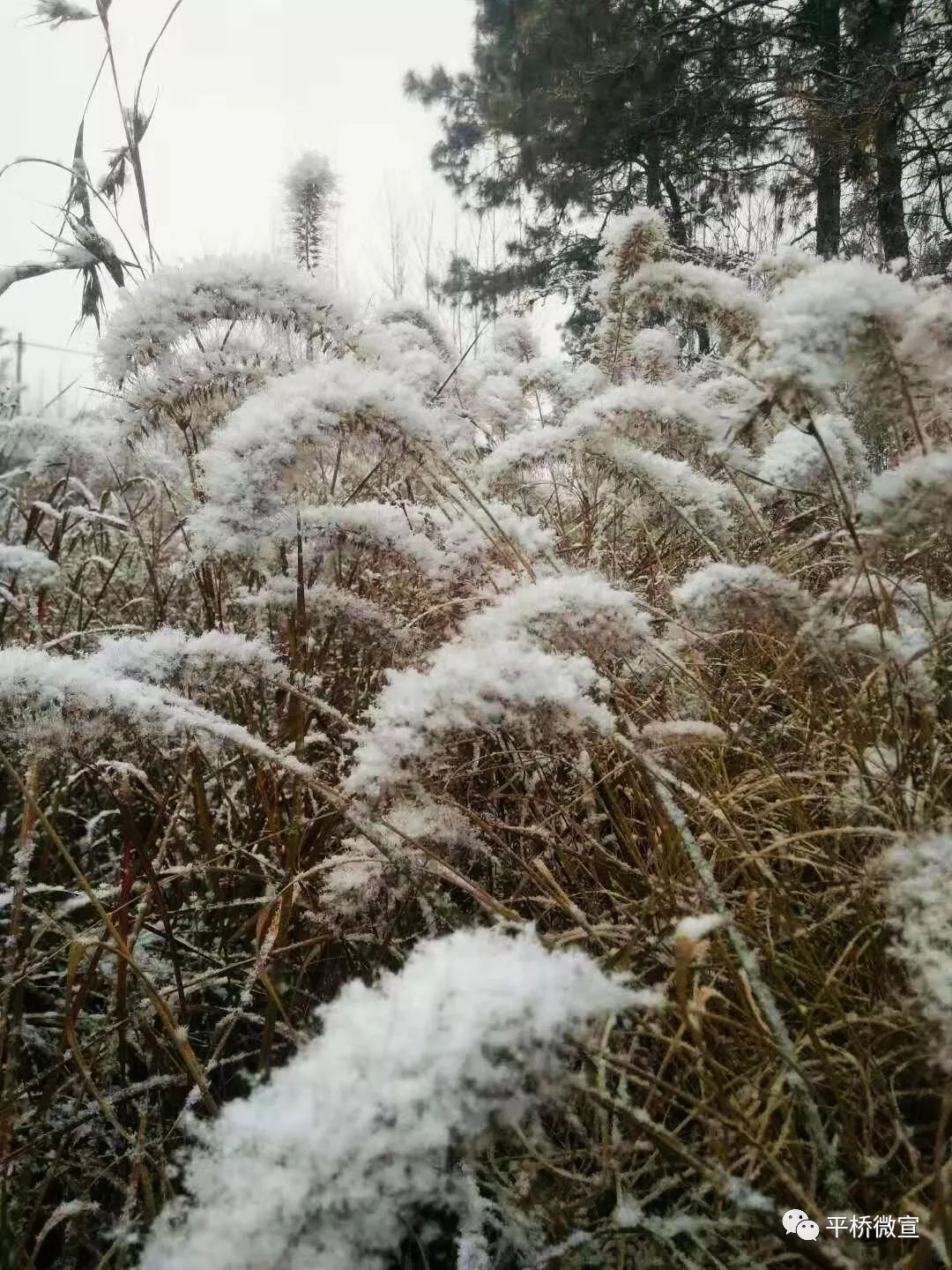 视觉志▏一场薄雪不成敬意