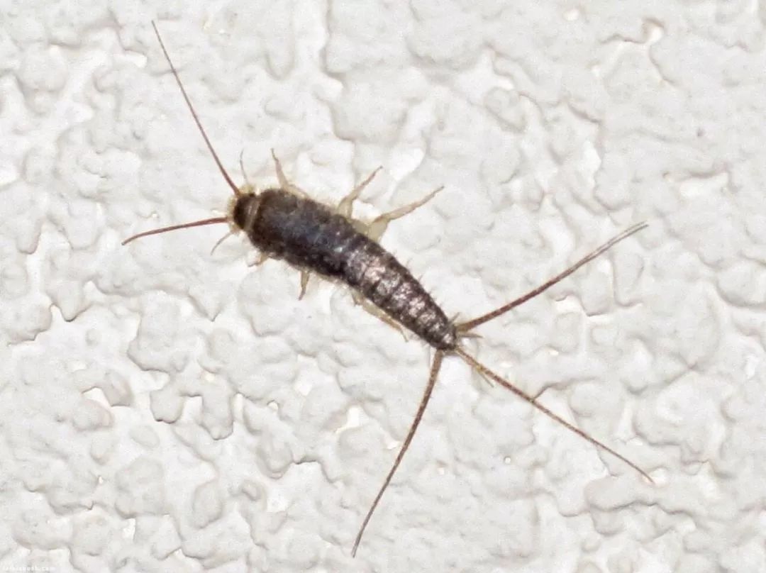 家里最近很多这种小虫子，只有木地板房间有，从缝里面出来的，求救，怎么消灭干净～？ - 知乎