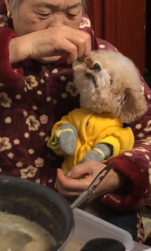 奶奶協助照顧泰迪，一個月之後，奶奶懷抱狗，嘴裡喊著：寶貝張嘴 職場 第2張