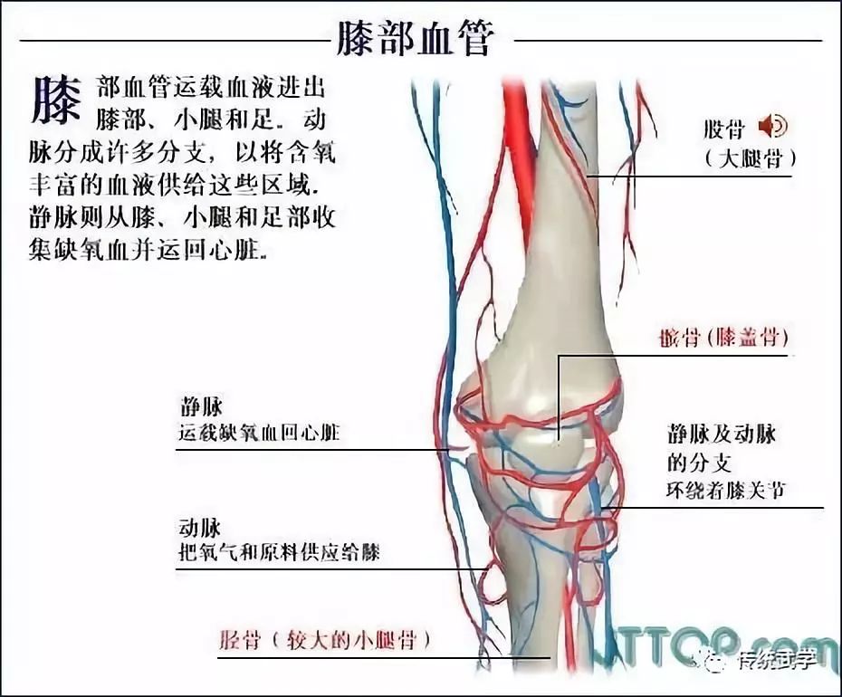 高清人体三维解剖图--白骨观,不净观可以参考观照