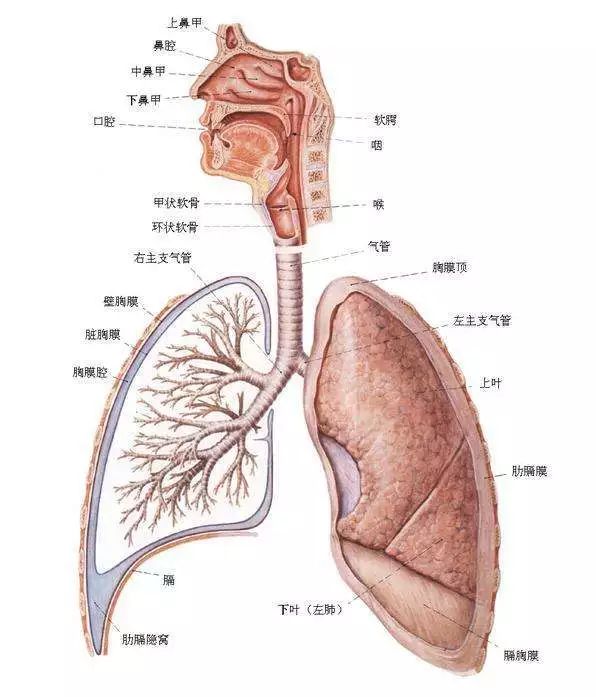 呼吸系统图而唱歌时的呼吸运动就不同了,吸气的动作很快,呼气的动作很