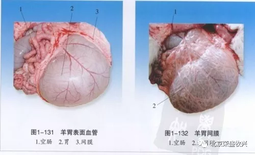 羊有几个胃,都有什么作用