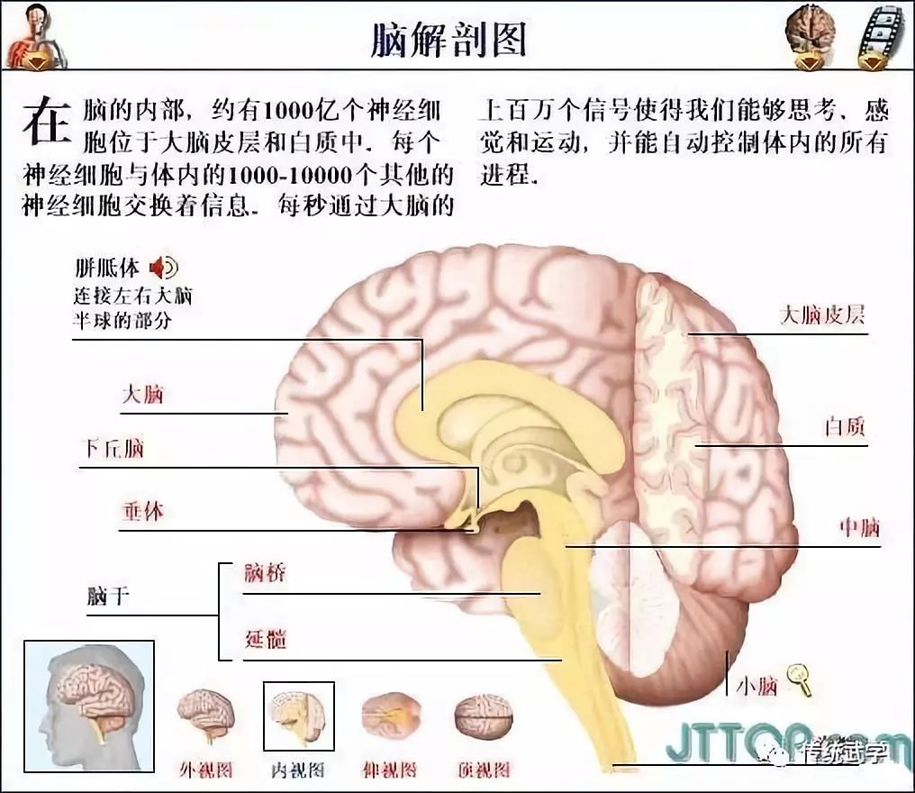 高清人体三维解剖图--白骨观,不净观可以参考观照