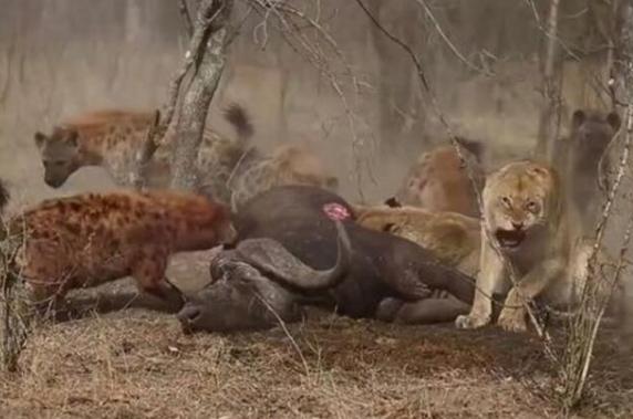 鬣狗群又來搶獅子的獵物，一只獅子的做法注定了這場爭奪戰的結局 職場 第1張
