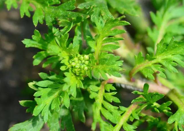 植物世界里不止有花香,还有"毒草毒树"图鉴