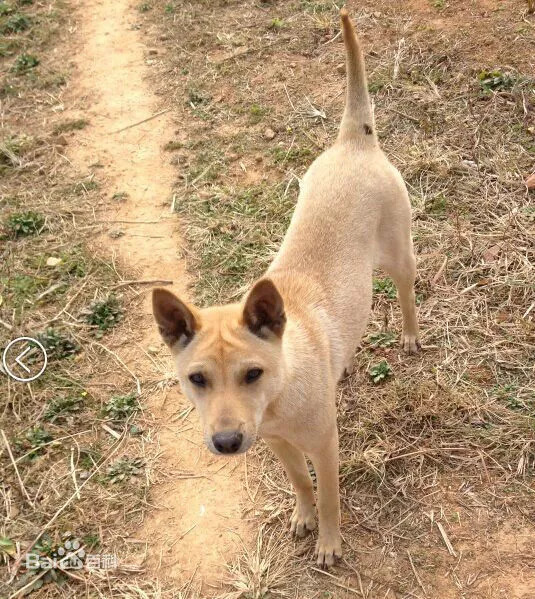 中国各省区狗狗品种合集_猎犬