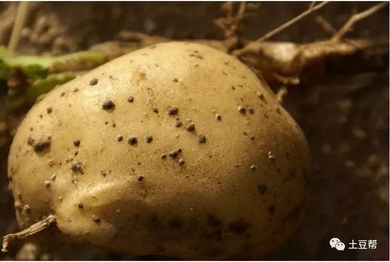核菌引起地上部白色菌丝层马铃薯黑痣病属世界性广泛分布典型土传病害