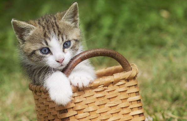 农家小院里的小花猫