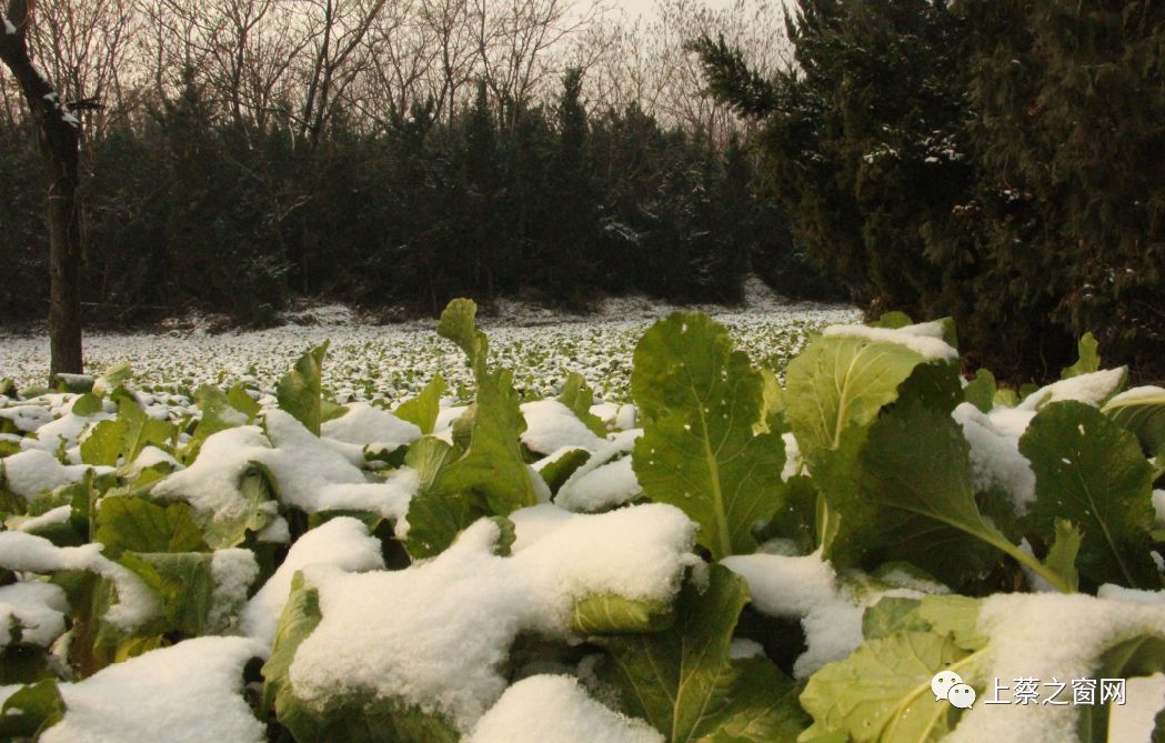 雪后,上蔡人工湖变成了这样…更让人崩溃的是