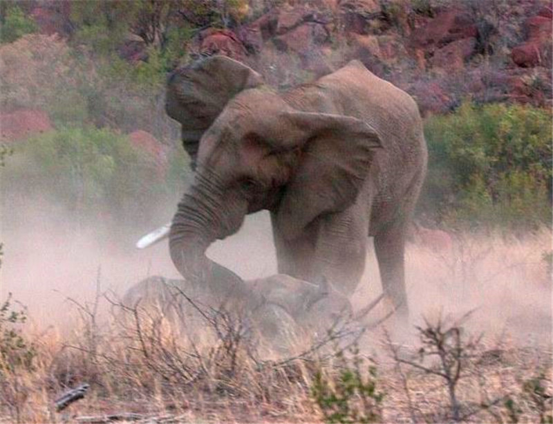大象发情真可怕,遇上犀牛竟直接掀翻在地,犀牛几乎毫无还击之力