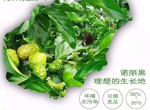 魔俪蓓健诺丽有着非比寻常保健的功效