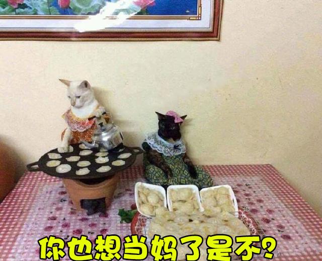 会做家务活的猫咪带娃做饭不用愁,估计谁家都想养一只!