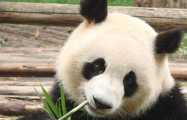 大熊貓耳朵上的毛被飼養員剪了，它自己還挺高興，網友卻愁哭了！ 職場 第4張