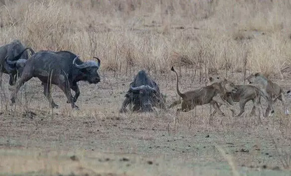 獅群圍攻野牛，鎖喉之際轉身一看，被嚇得撒腿就跑！ 職場 第3張