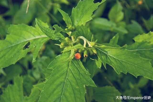 日军在中国投下一种植物，让我们颗粒无收，现在却成了蔬菜和药材