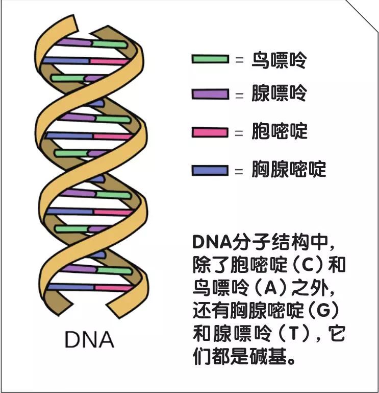 基因人口_传承红色基因手抄报