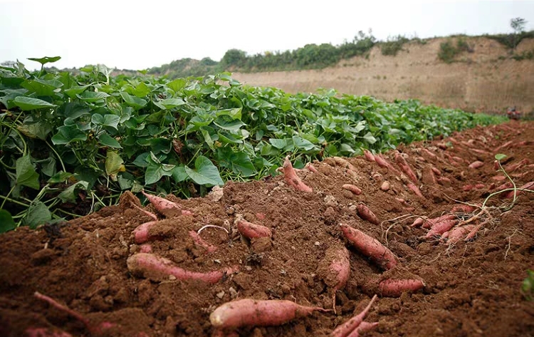 汝阳红薯的生长环境