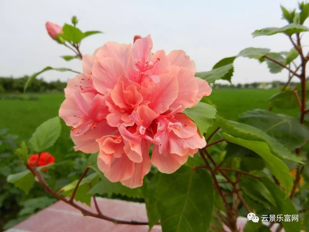 这1种花 被称之为 中国蔷薇 花色鲜艳又喜庆 全年都能开花 扶桑