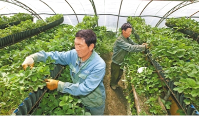 2018年12月12日 10:352018年 西藏蔬菜种植面积约38.62万亩