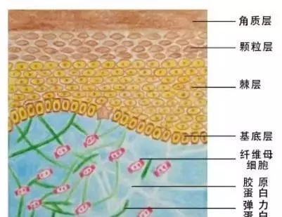 如何判断我们的角质层是薄是厚?