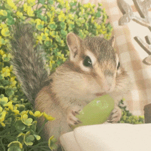 日本有一只小松鼠,每天只负责吃吃睡睡就成了网红