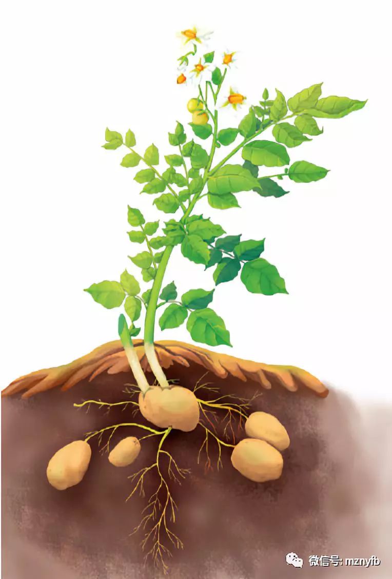 马铃薯的形态 马铃薯植株按形态结构可分为根,茎,叶,花果岛