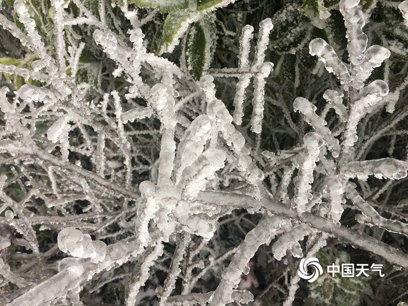 江西宜春出现雨凇 晶莹剔透美不胜收_胡登淦