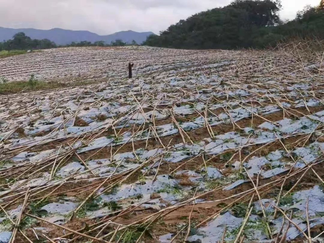 西双版纳冬季冰雹