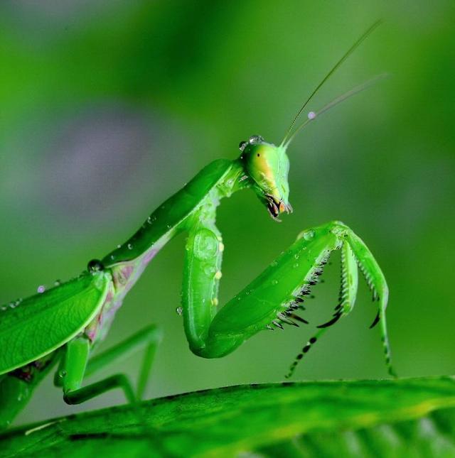 世界上十大稀有螳螂
