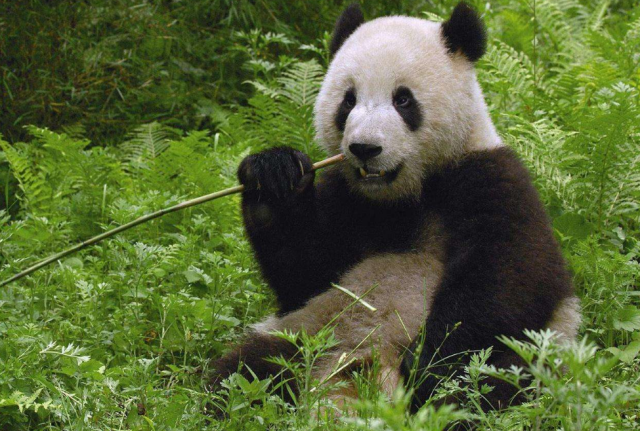 這只熊貓6次假懷孕，原因讓癡狂的英國人崩潰：抱「孫子」無望了 職場 第3張