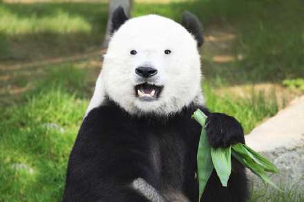 大熊貓耳朵上的毛被飼養員剪了，它自己還挺高興，網友卻愁哭了！ 職場 第1張