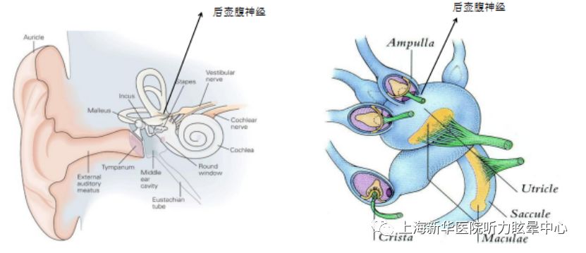 耳石症反复复发怎么办