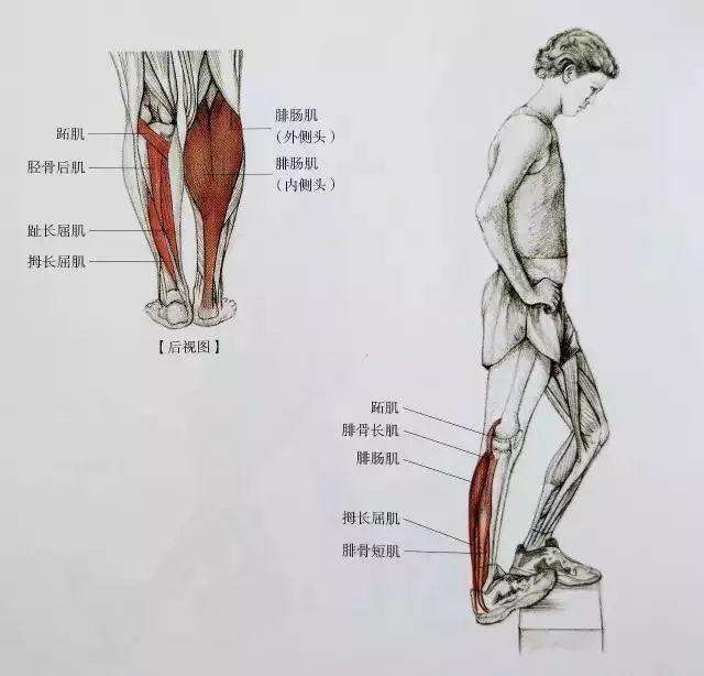 肌肉紧张显小腿粗,小腿拉伸图解告别疙瘩腿