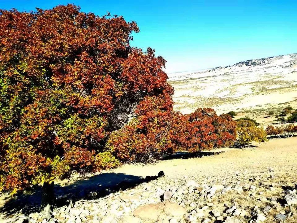 吕世学:大美翁牛特,松树山风光