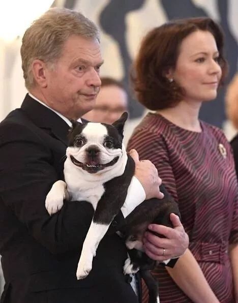 芬兰总统养了一只黏人的狗狗Lennu，还经常带着它去上班