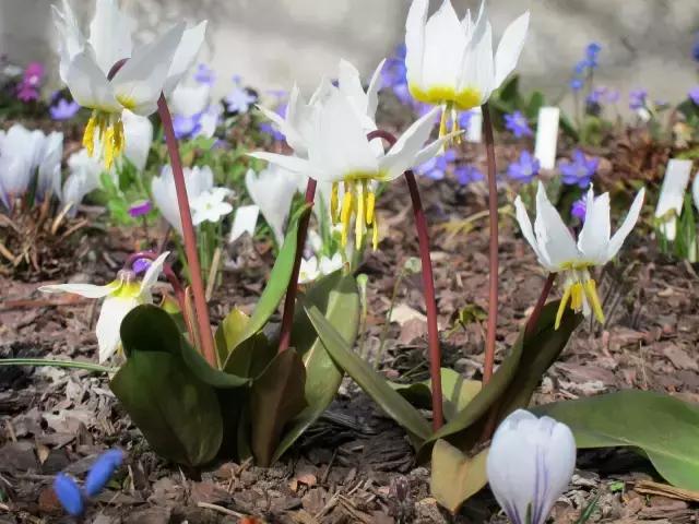 新疆猪牙花