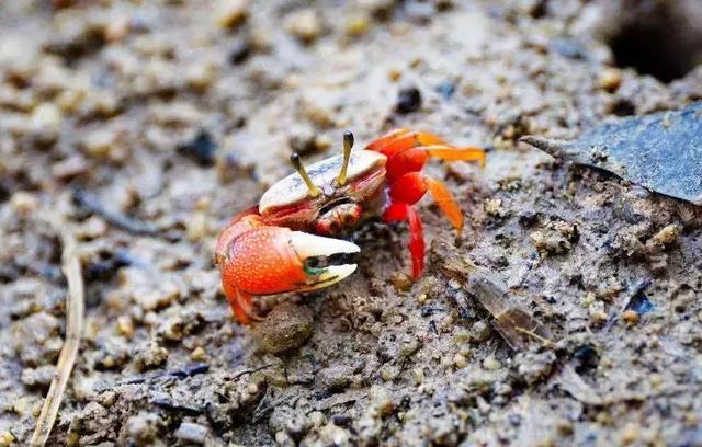 日本網友精心飼養寵物河蟹，半年後卻親手將其做成味增湯，真香！ 職場 第3張