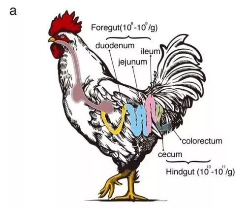 鸡肠道微生物参考基因集的构建是对动物肠道宏基因组学研究的重要补充