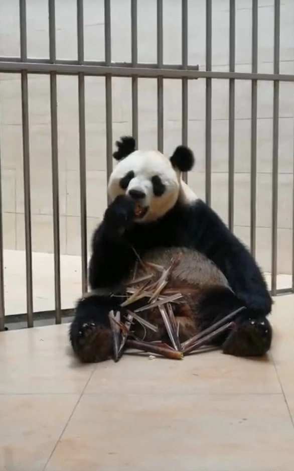 大熊貓耳朵上的毛被飼養員剪了，它自己還挺高興，網友卻愁哭了！ 職場 第3張