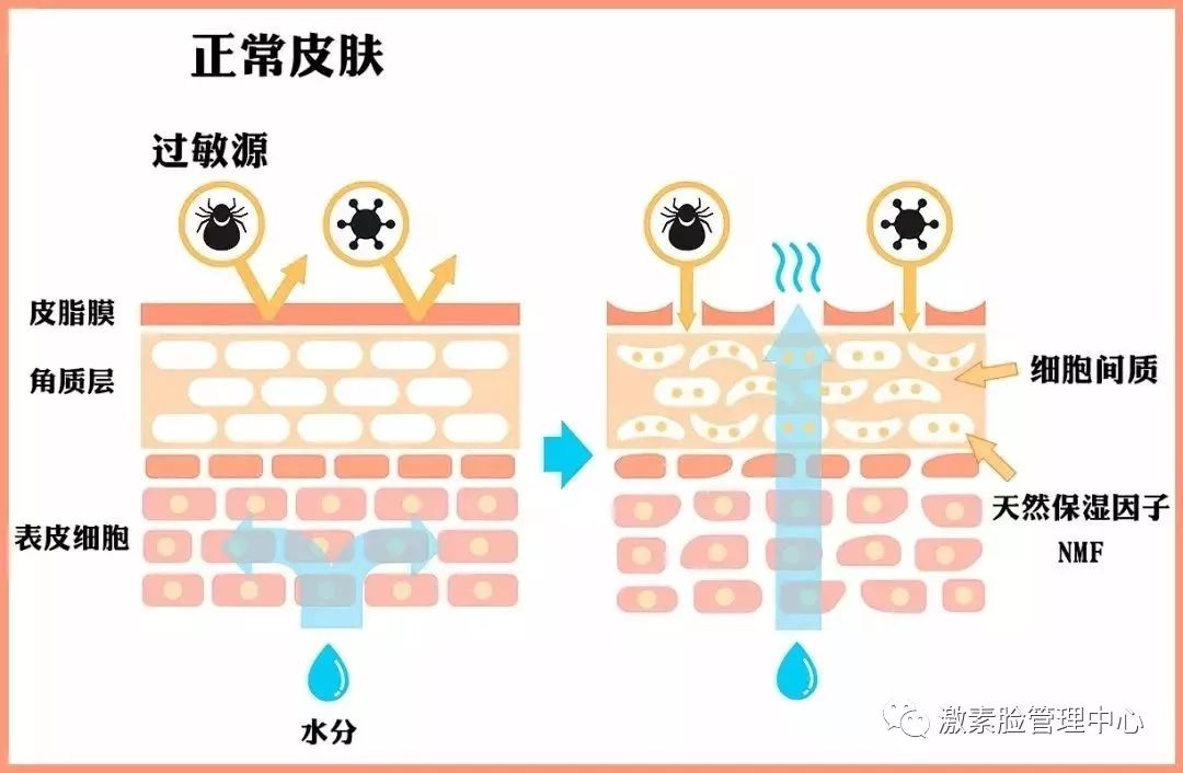 靠的正是我们自身的角质层,皮脂膜和细胞间质,画个图出来大家就能明白