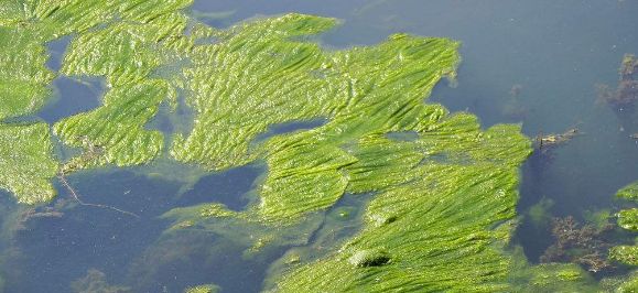 是包裹着寿司的海苔,是海底的海藻森林,还是漂浮在池塘水面的绿藻?