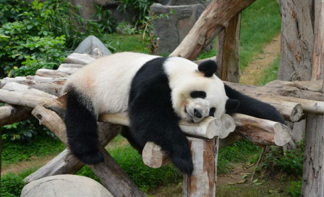 這只熊貓6次假懷孕，原因讓癡狂的英國人崩潰：抱「孫子」無望了 職場 第4張