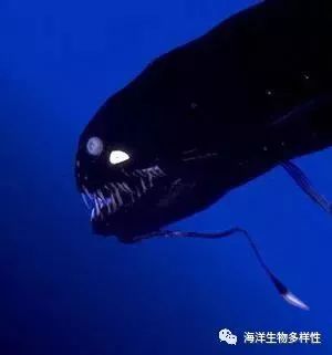 本文来自 科学网 海洋生物多样性(id:marine_biodiversity)