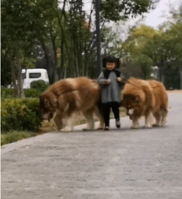 小萌妹帶著2只阿拉斯加散步，遛狗方式太霸氣，讓人不敢靠近 職場 第3張