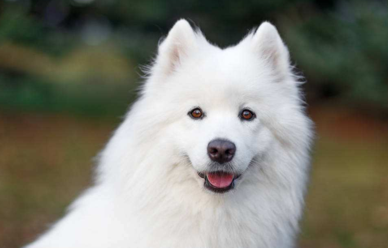 白色的狗狗固然顏值高，但是卻有這四個不好打理的缺點！ 職場 第4張