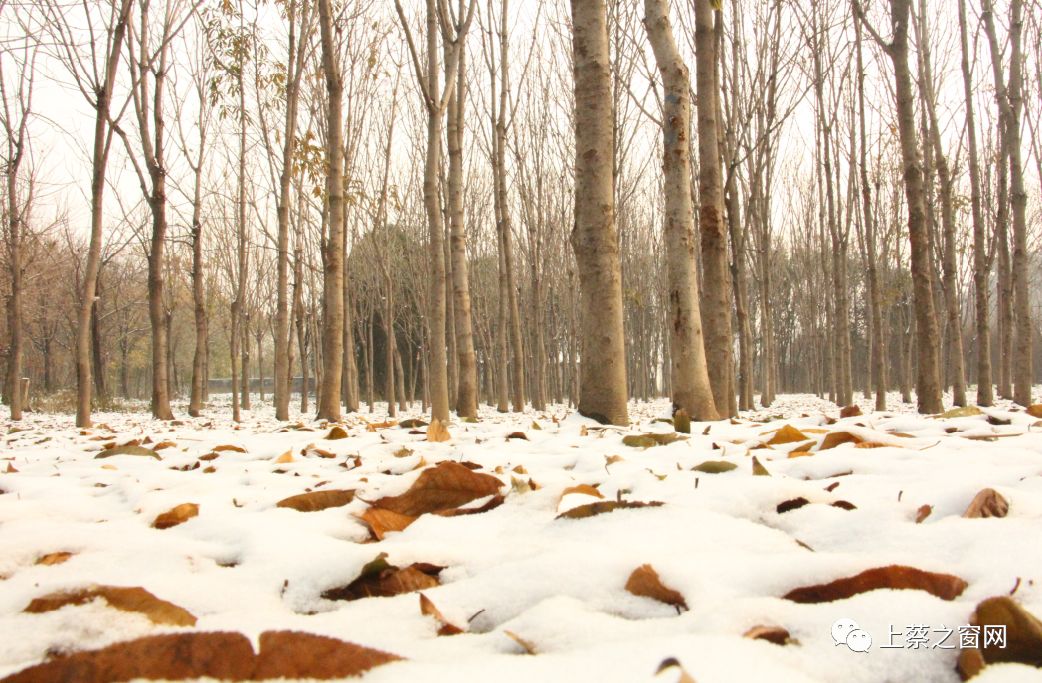 雪后,上蔡人工湖变成了这样…更让人崩溃的是