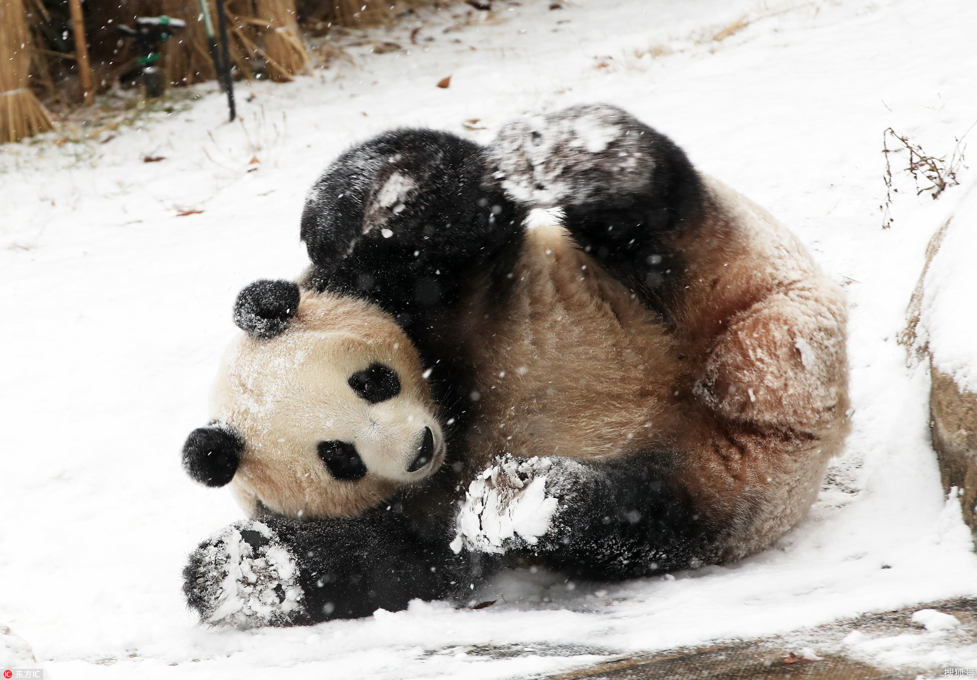 旅韩大熊猫"爱宝"爱玩雪 摔个屁股墩儿憨态可掬