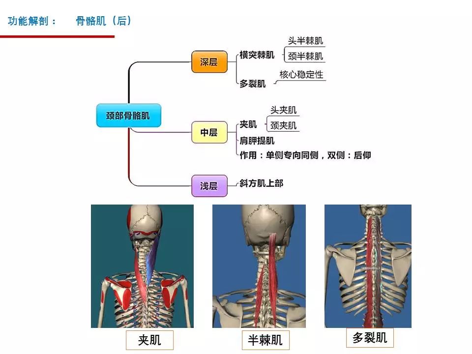 颈椎的功能解剖和颈椎病的分型诊断